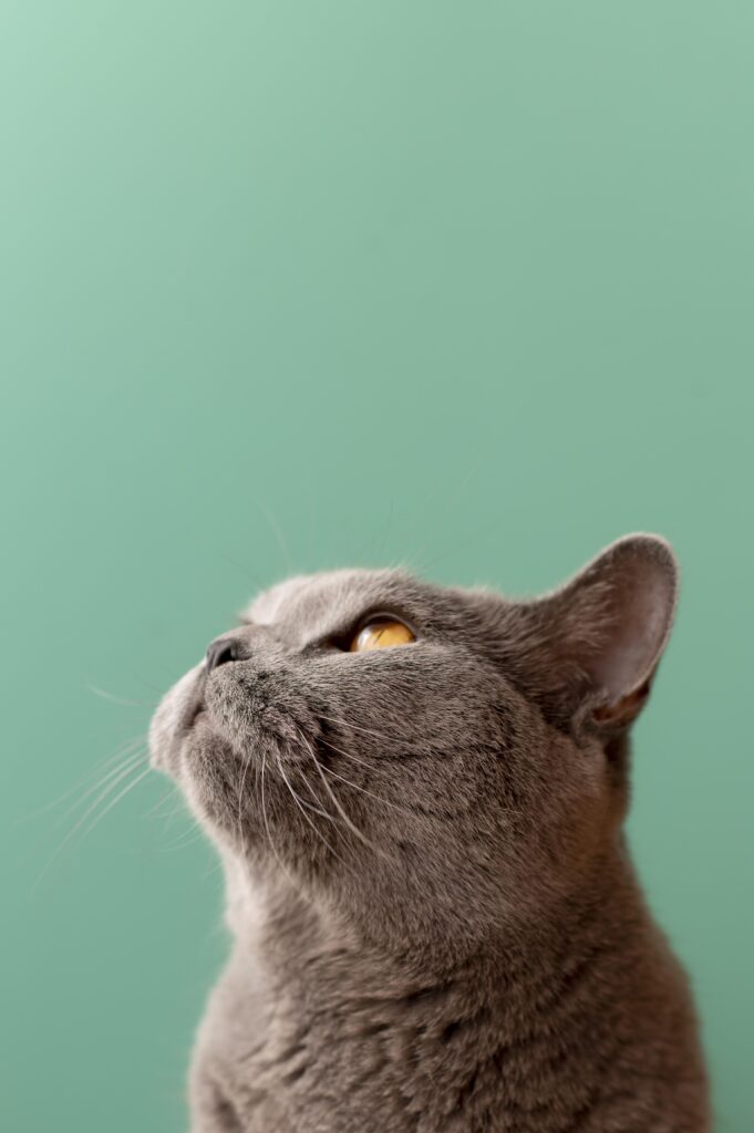 hermoso retrato gato cerca