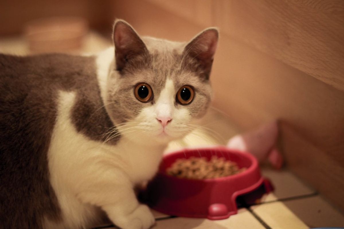 gatos-comida-humeda
