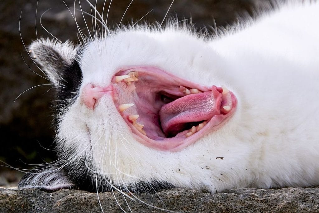 Mitos Y Realidades Sobre La Lengua Del Gato Bravery mitos-y-realidades-sobre-la-lengua-del-gato-bravery